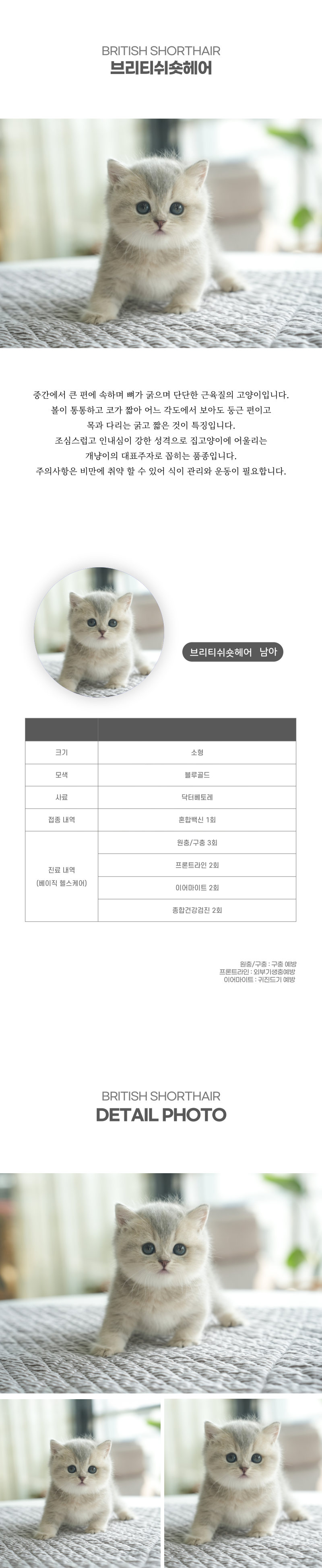 브리티쉬숏헤어_상세이미지_2